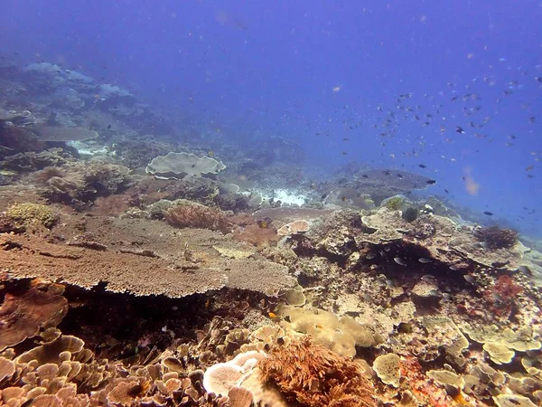 인도네시아의 바다로 사라지고 산호의 — 스톡 사진