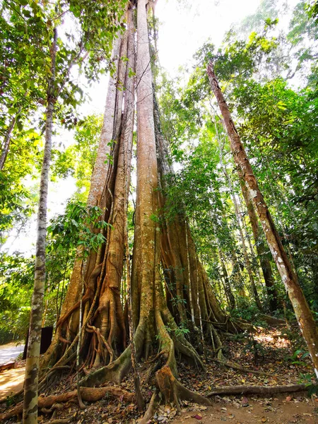 Tayland Daki Khao Yai Ulusal Parkı Nın Ormanlarında Büyük Ağaçlar — Stok fotoğraf