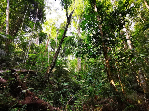 Tayland 'daki Khao Yai Ulusal Parkı' ndan derin orman sahnesi
