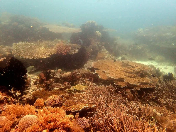 인도네시아 단단하고 부드러운 산호로 뒤덮인 — 스톡 사진