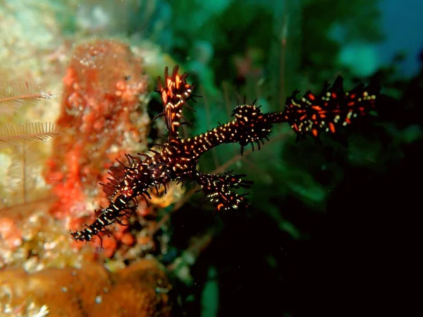 Poissons Noirs Suspendus Dans Courant Dessus Récif Raja Ampat Indonésie — Photo