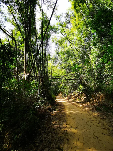 Tayland Daki Khao Sok Ulusal Parkı Nın Ormanlarından Geçen Patika — Stok fotoğraf