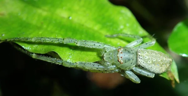 巴西圣保罗Petar州立公园 浅绿色螃蟹蜘蛛等待猎物 — 图库照片