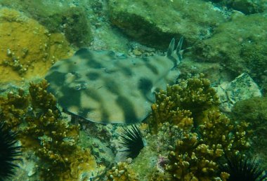 Brezilya 'nın sularında kamufle edilmiş büyük bir ışın.