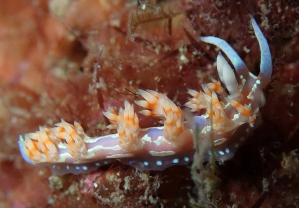 Fast Moving Brightly Coloured Nudibranch Arraial Cabo Brazil — Stock Photo, Image