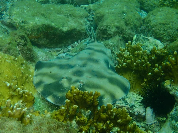Mercanlarda saklanan büyük kamuflajlı ışın, Arraial do Cabo, Brezilya