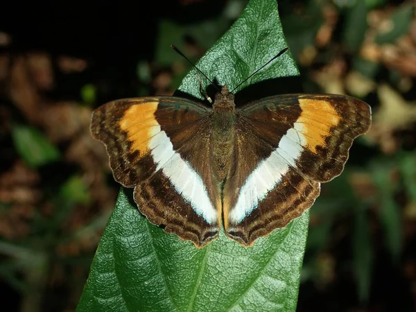 Borboleta Simétrica Nas Florestas Brasil — Fotografia de Stock