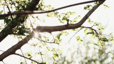 güneş ışığı aracılığıyla akış bırakır