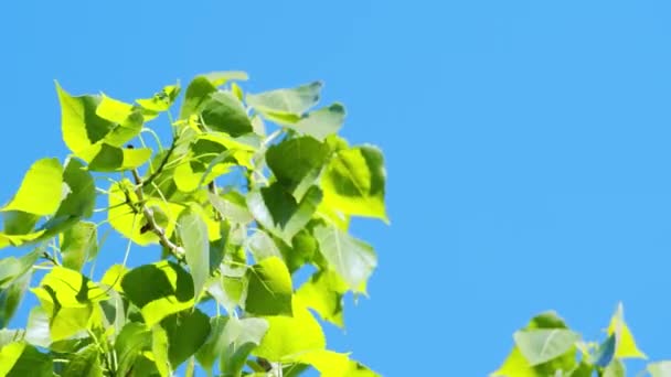 푸른 하늘을 배경으로 하는 밝은 녹색 잎 — 비디오