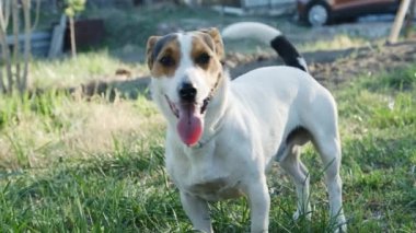 Köpek Jack Russell Terrier çimlerde