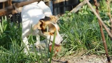 Köpek Jack Russell Terrier çimlerde
