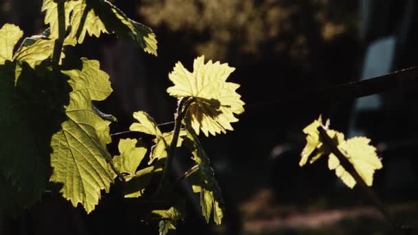 Lumière du soleil qui coule à travers les feuilles — Video