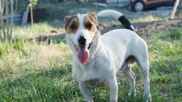 Köpek Jack Russell Terrier çimlerde — Stok video