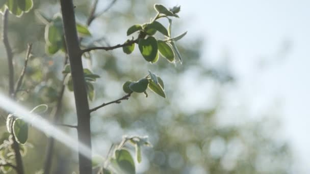 Lumière du soleil qui coule à travers les feuilles — Video