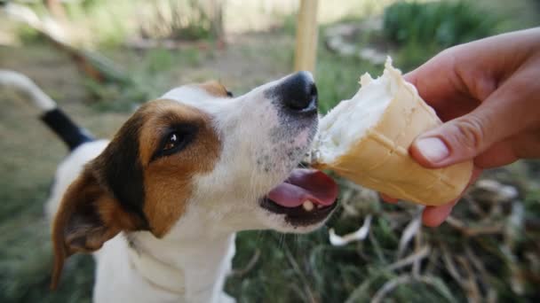 犬を食べる、噛むと、クローズ アップ ショットのマスターの手からアイスクリームを舐めています。 — ストック動画