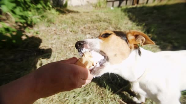 Anjing makan, menggigit dan menjilati es krim dari tangan tuan, tembakan dekat — Stok Video