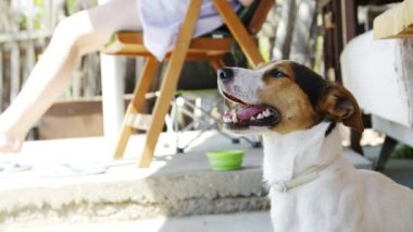 Köpek Jack Russell Terrier çimlerde