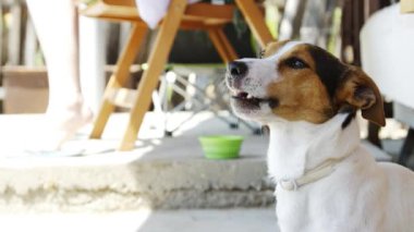 Köpek Jack Russell Terrier çimlerde