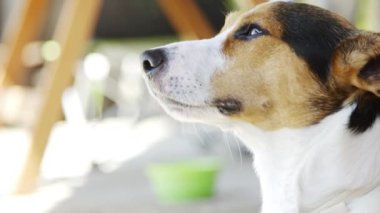 Köpek Jack Russell Terrier çimlerde
