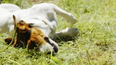Köpek doğurmak Jack Russell Terrier çim çim üzerinde oynamak