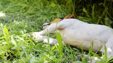 Köpek Jack Russell Terrier çimlerde