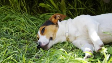 Köpek Jack Russell Terrier çimlerde