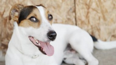 Köpek Jack Russell Terrier çimlerde