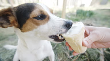 Köpek yemek, ısırma ve dondurma usta, closeup çekim elinden yalama