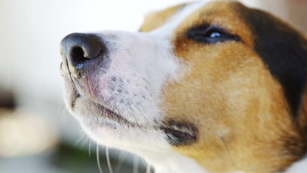 Köpek Jack Russell Terrier çimlerde — Stok video