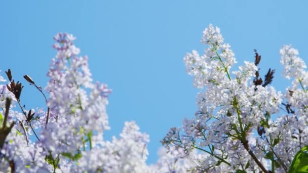Бузкові фіолетові квіти дерево природні сезонні — стокове відео