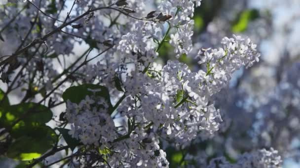 Lilás flores roxas árvore natural sazonal — Vídeo de Stock