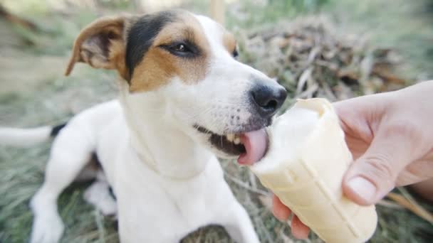 犬を食べる、噛むと、クローズ アップ ショットのマスターの手からアイスクリームを舐めています。 — ストック動画