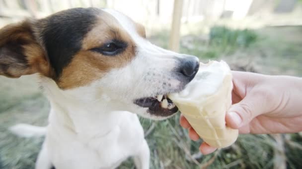 Cane mangiare, mordere e leccare il gelato dalle mani del maestro, primo piano colpo — Video Stock