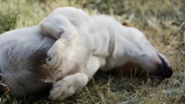 Hunderasse Jack Russell Terrier spielt im Gras auf dem Rasen — Stockvideo