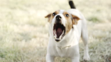 Jack Russell Terrier, kimin üzerinde köpek doğurmak ağaç kabuklarını.