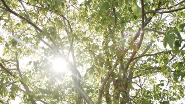 Luz solar que flui através das folhas — Vídeo de Stock