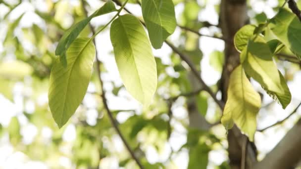 Солнечный свет, струящийся сквозь листья — стоковое видео