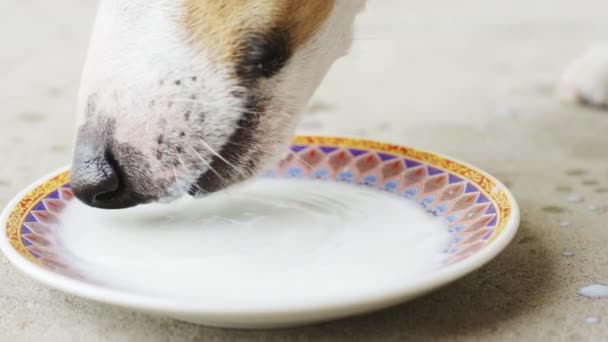 Jack russell terrier dricka mjölk från sauser — Stockvideo