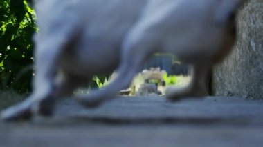 Jack Russell Terrier doğurmak güzel active köpek fotoğraf makinesi üzerinde çalışan