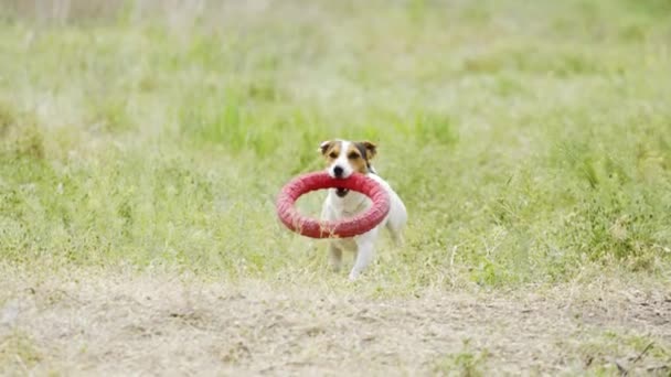 Frumos câine activ al rasei Jack Russell Terrier rulează pe cameră — Videoclip de stoc