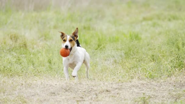 Beau chien actif de la race Jack Russell Terrier fonctionne à la caméra — Video