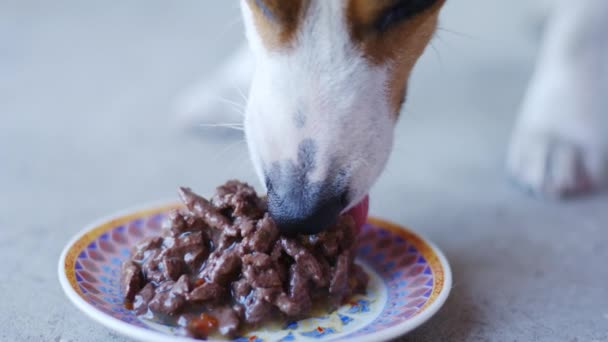 Kleine hondenras Jack Russell Terrier eet voedsel uit een schoteltje in de open lucht — Stockvideo