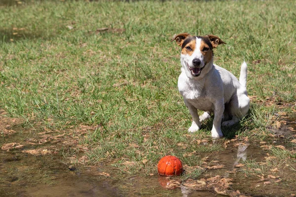 Jack Russell Terrier assis dans l'herbe — Photo