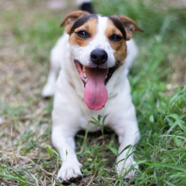 Jack Russell Terrier çimenlere oturmuş