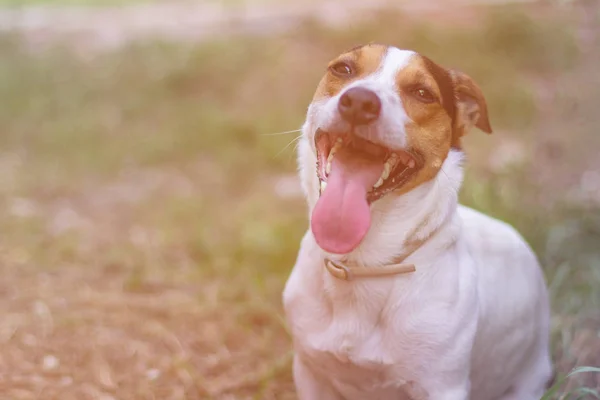 Jack Russell Terrier sentado en la hierba — Foto de Stock