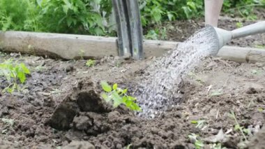 anonim kadın çiftçi sulama olabilir üzerinden fidan sulama