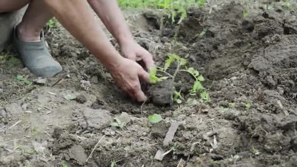 Mains de femme âgée doucement planté — Video