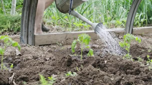 Anonymous woman farmer watering seedlings from a watering can — Stock Video