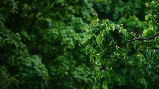 Vista de las hojas verdes de los árboles bajo la lluvia — Vídeo de stock