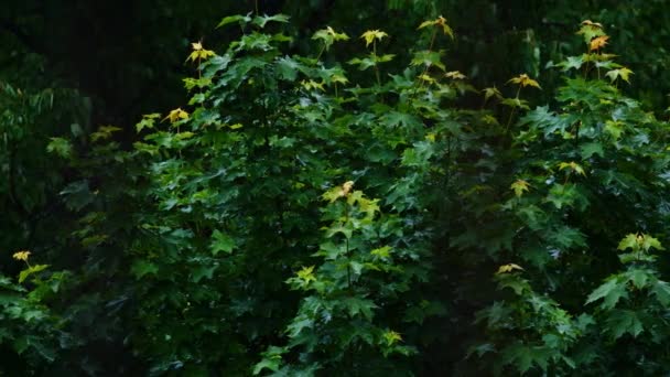 Uitzicht op de groene bladeren van de bomen in de regen — Stockvideo